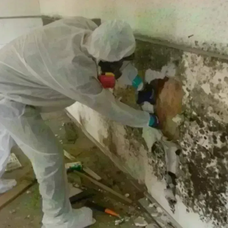 Mold Remediation and Removal in Hayti, SD